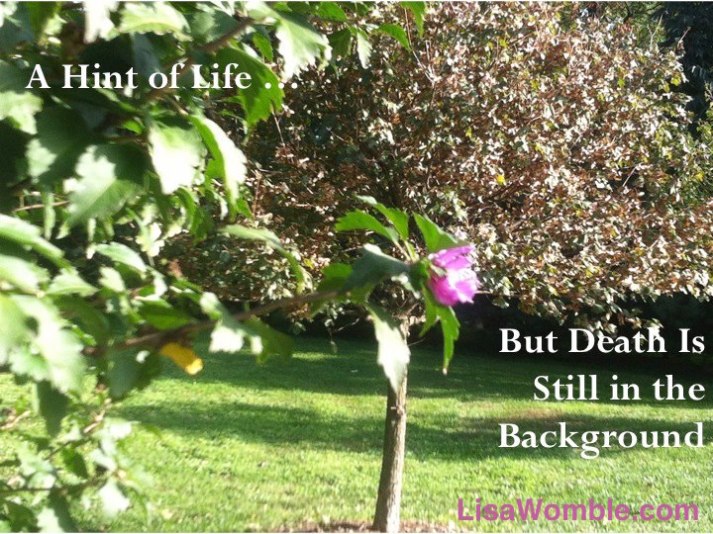 Reflections from time with God at Zion UCC Labyrinth, Florissant, MO